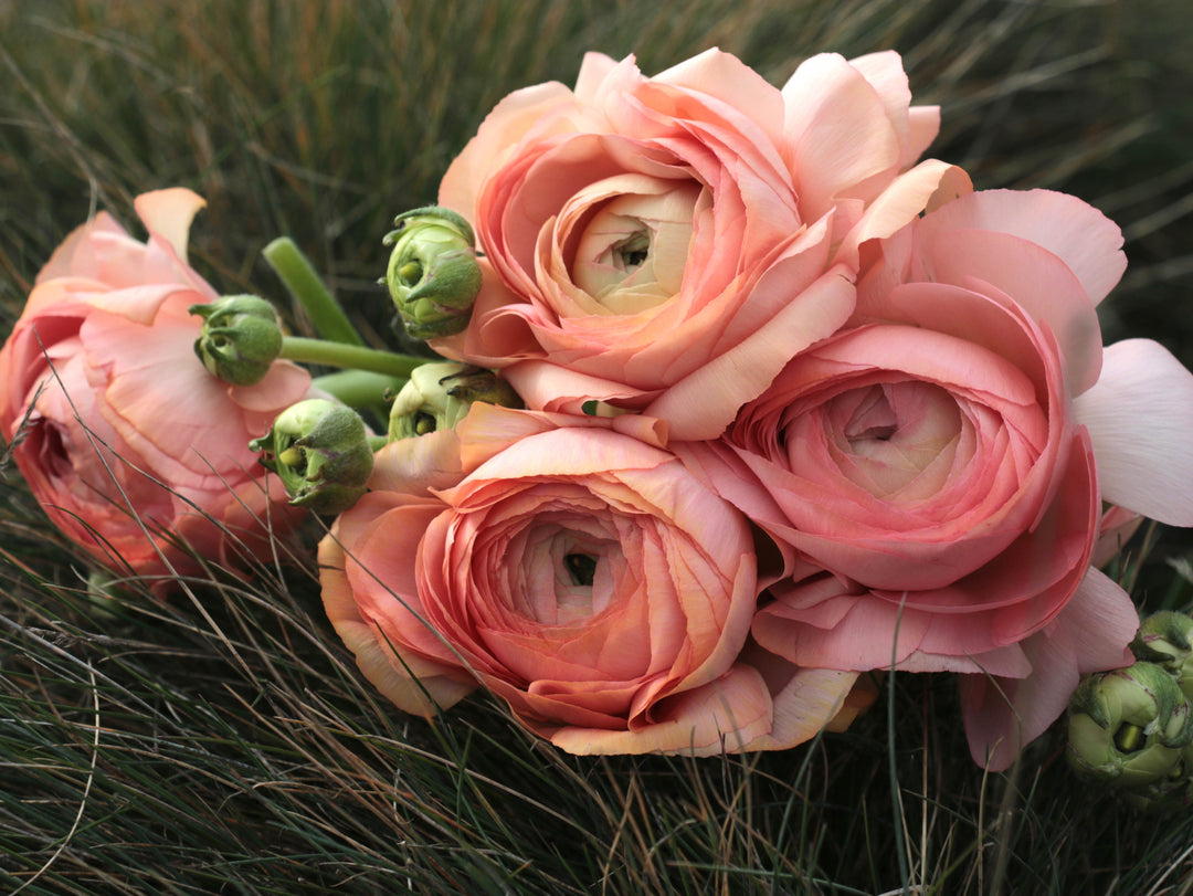 ranunculus grand pastel