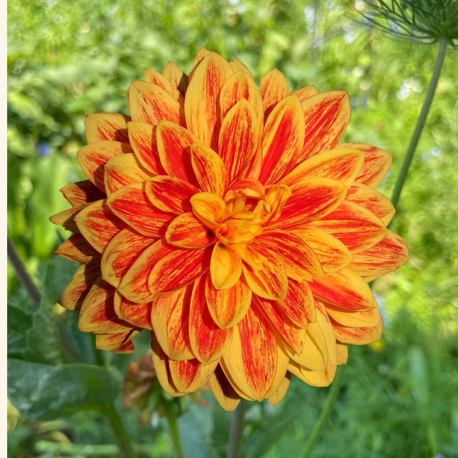 A stunning Cape Town Dahlia flower with vibrant yellow and red petals, standing out against a green background, from The Happy Hour Flowers, promoting the Cape Town Dahlia Tuber.