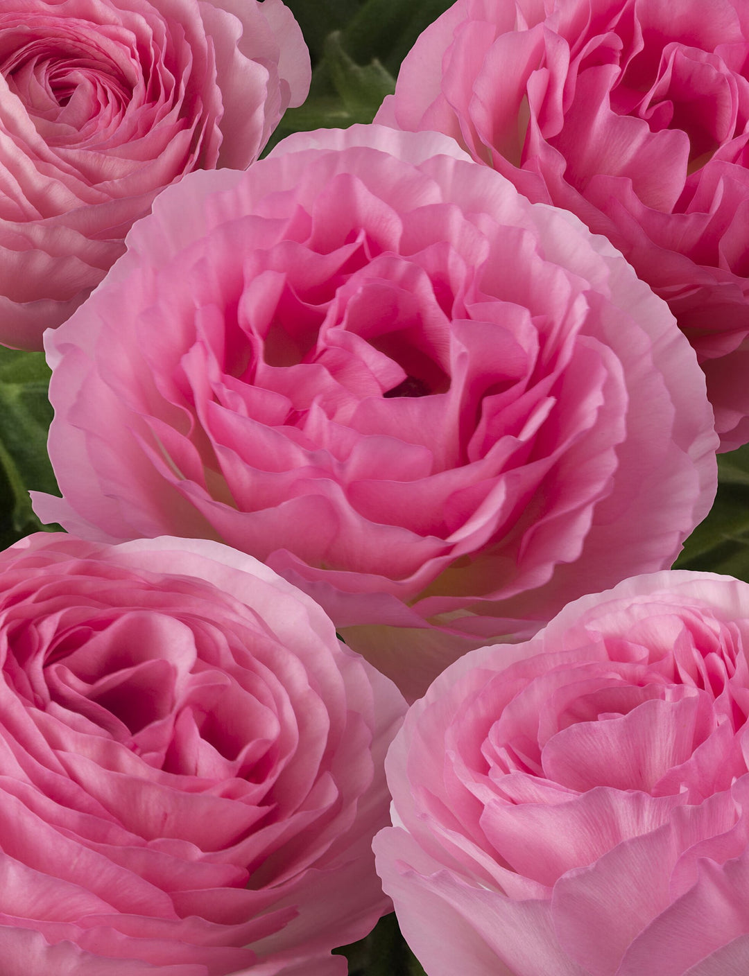 Valliere Pink Romance Ranunculus