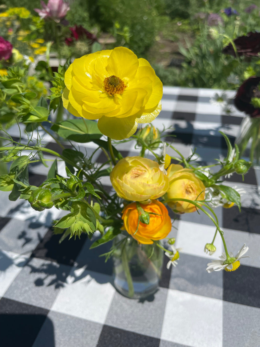 Gold Amandine Ranunculus Dione Butterfly Ranunculus, pastel Lemon amandine Orange Picotee