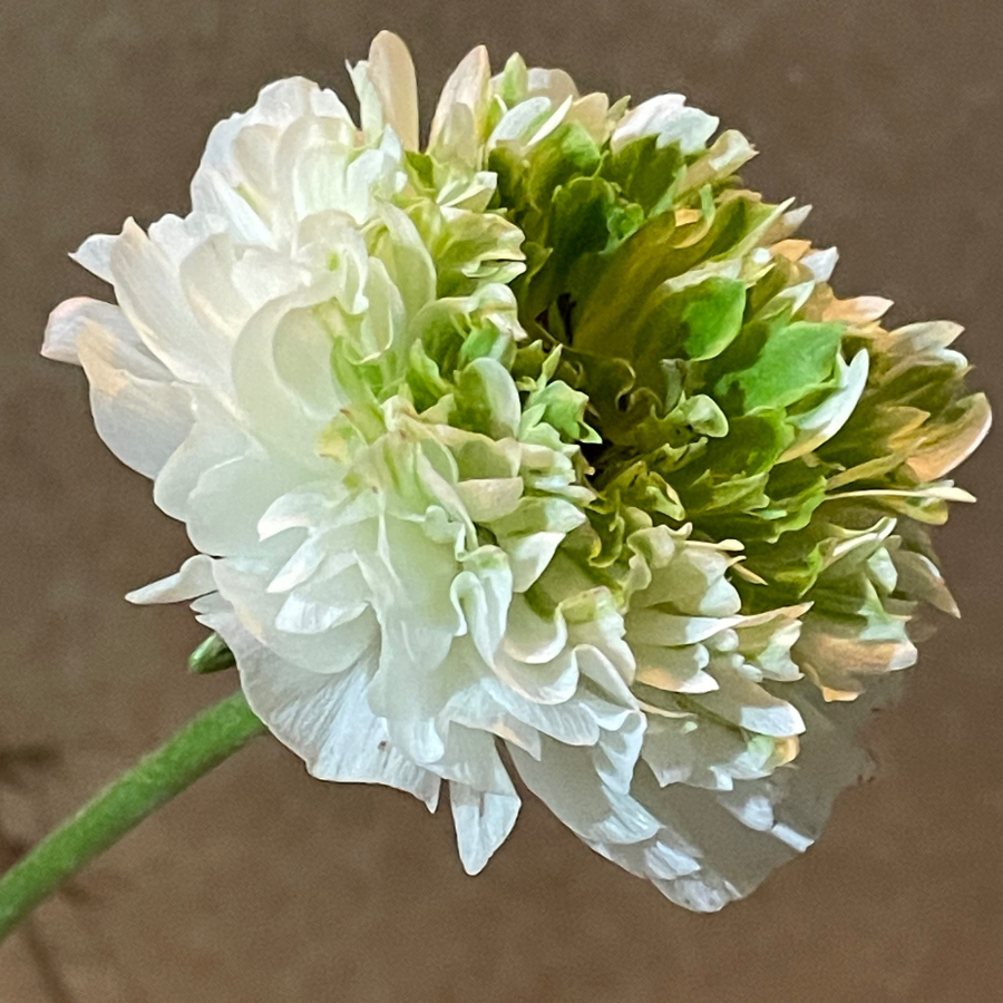 Romance Ranunculus Corms; Crown Giverny®- Pack of 5