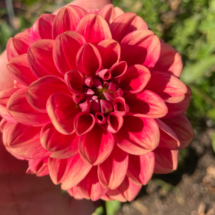 An overhead view of a lush All That Jazz Dahlia revealing its coral petals with hints of orange. Taken by The Happy Hour Flowers, this stunning flower exemplifies the essence of cut flower gardens, emphasized by its striking burgundy undertones. Keywords: all that jazz dahlia, black, black diamond, farm, farmer, Floret, flower, magenta, no till, red.