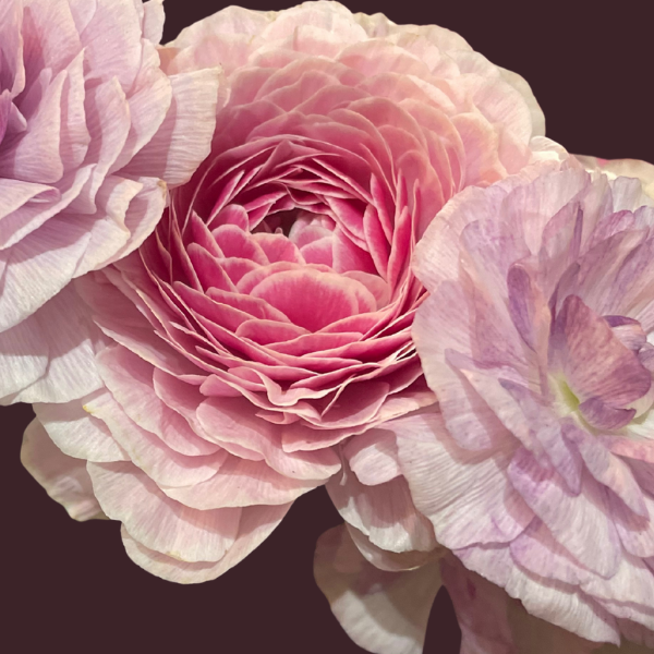 Amandine Ranunculus Corms; Porcelaine- Pack of 10