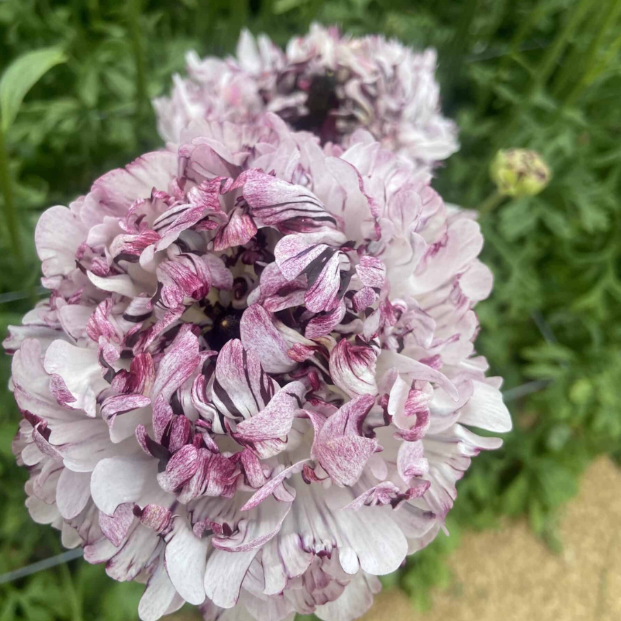 Brushmark Poodle Seti Ranunculus