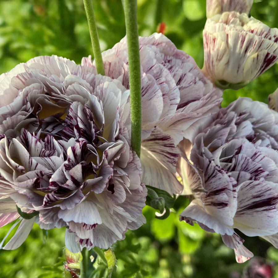 a close up of a bunch of flowers in a field
Brushmark Galthie