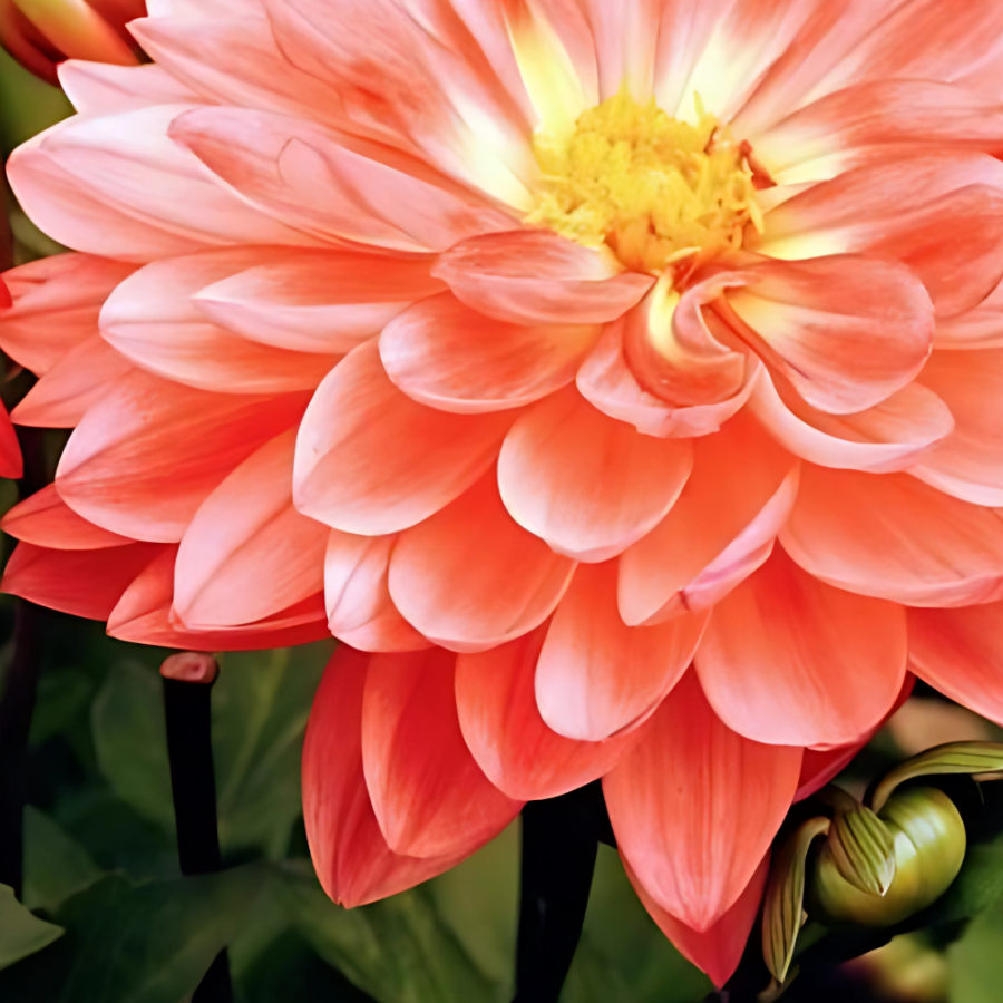 Wanda's Aurora Dahlia Tuber from The Happy Hour Flowers displaying a lovely salmon and pink large dinner plate dahlia, perfect for cut flower arrangements.