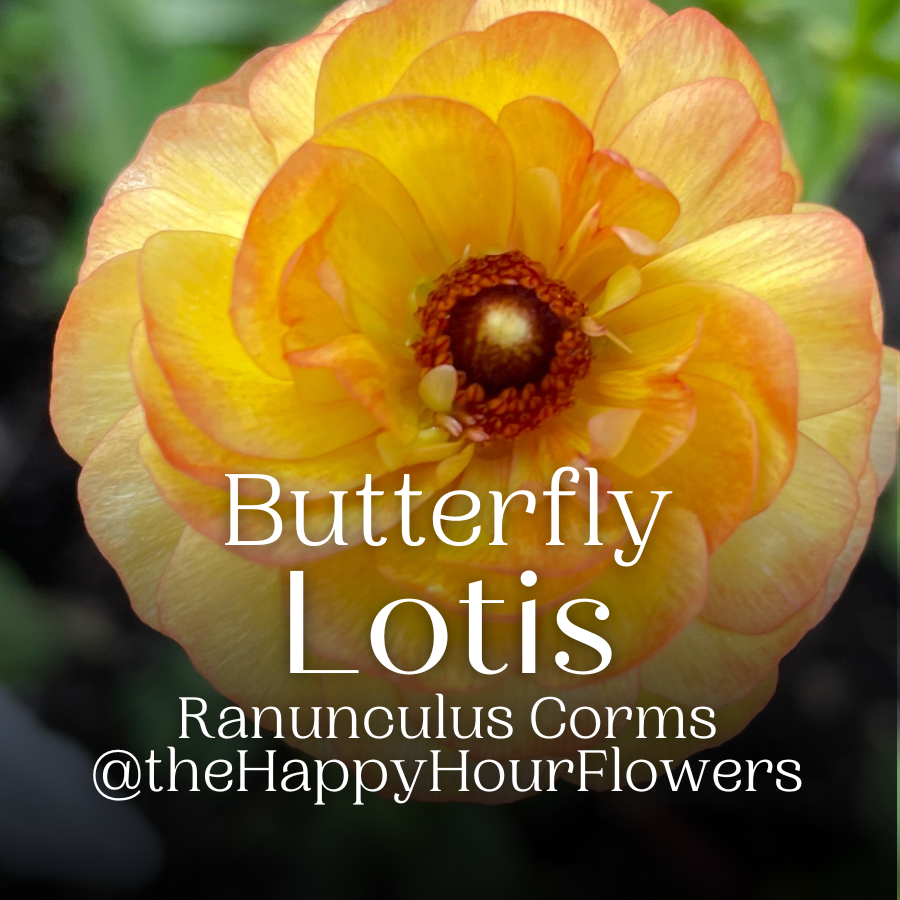 Butterfly Ranunculus Corms; Lotis- Pack of 5