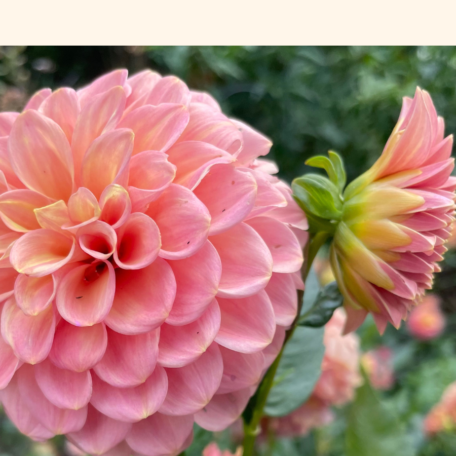 A beautiful pair of Hillcrest Suffusion Dahlias in soft pink hues, showcasing their intricate petal arrangements. Pre-order now at The Happy Hour Flowers.