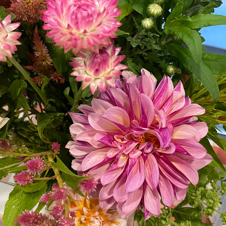 A stunning bouquet featuring the La Belle Epoque Dahlia Tuber by The Happy Hour Flowers, showcasing vibrant pink dahlias among cut flowers, perfect for planting and celebrating new varieties.