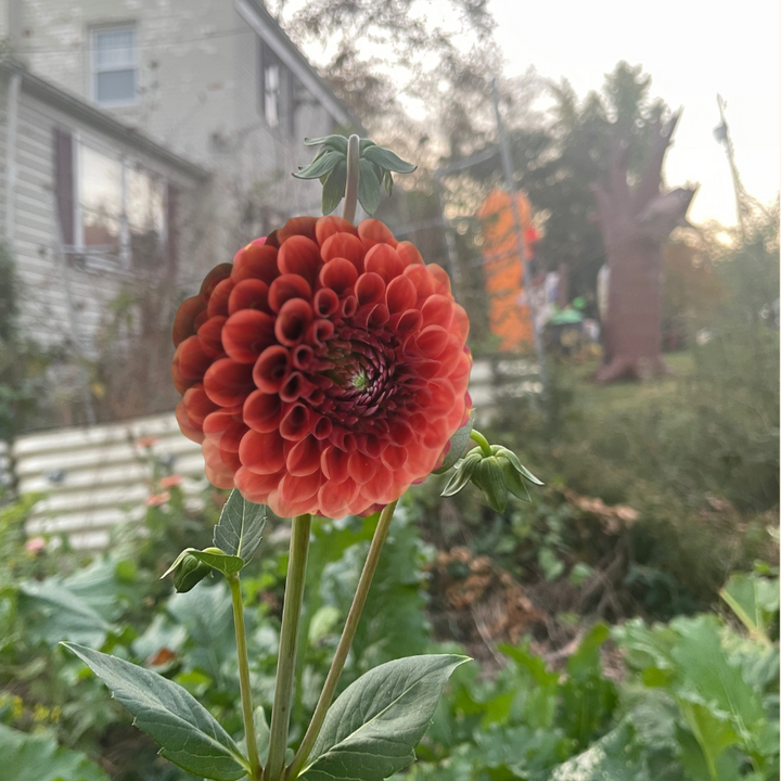 A beautiful Brown Sugar Dahlia blooming in a garden setting, with a cozy home in the background. This image of the Tangerine Dream Dahlia Tuber from The Happy Hour Flowers emphasizes its stunning appeal in outdoor plants and showcases its easy-to-grow nature, perfect for both novices and experienced gardeners. The flower's multicolored petals add a splash of color, making it a desirable choice for garden blooms.