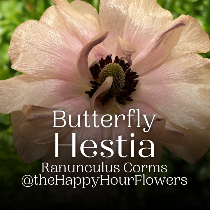 Ranunculus Butterfly Hestia Corms for Sale
