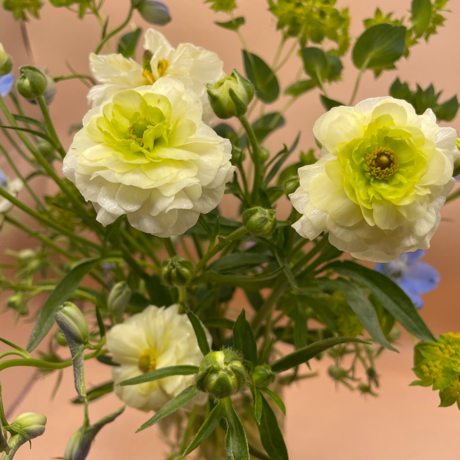 A delightful arrangement of Butterfly Ranunculus flowers in soft yellow and white hues, radiating elegance. Ideal for weddings and events from The Happy Hour Flowers. Ninos butterfly ranunculus corms.