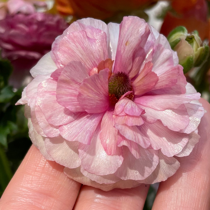 Close-up of a pink and white flower held in a hand with a blurred floral background