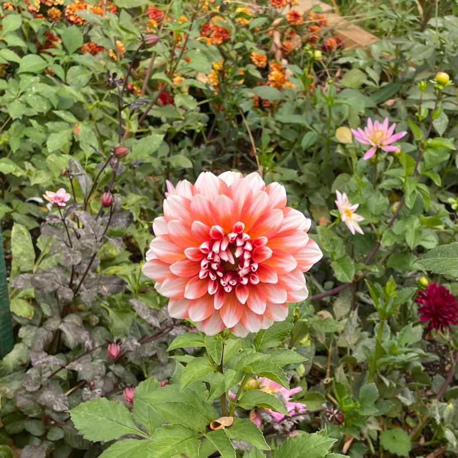 Tangerine dahlia orange and Ivory for sale