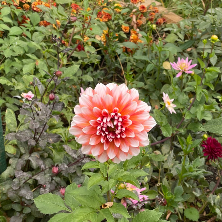 Tangerine dahlia orange and Ivory for sale