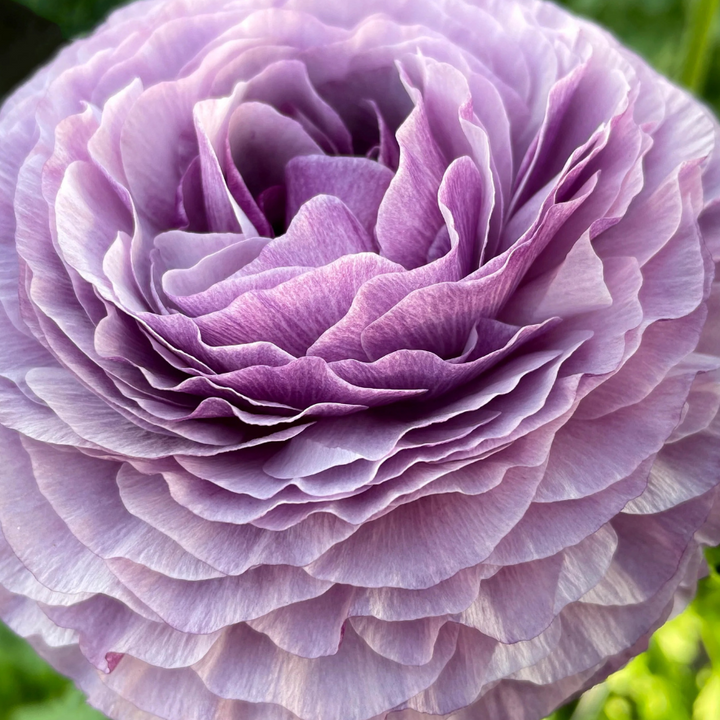 Elegance Ranunculus Malva, Pack of 10