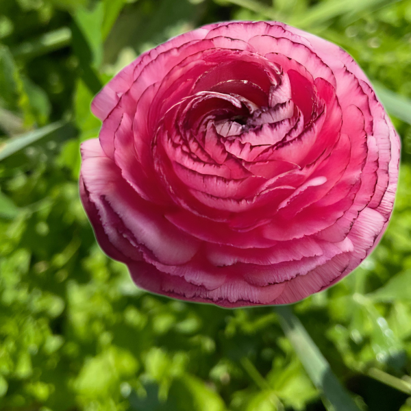Elegance Ranunculus Corms; Rosa Striato- Pack of 10