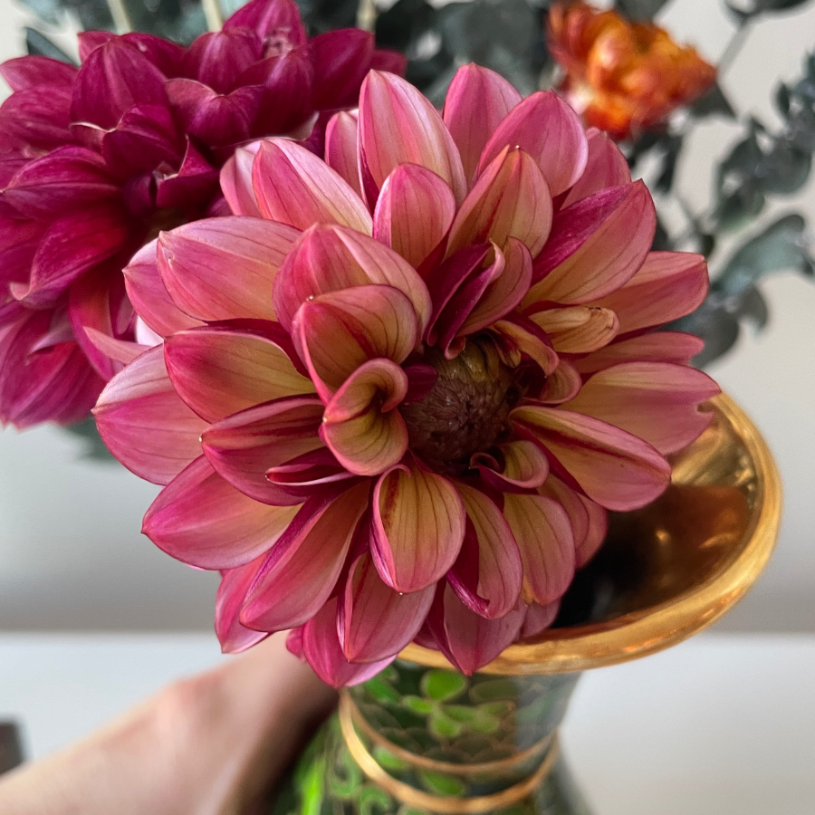 A stunning view of a gorgeous Senior's Hope Dahlia flower in a vase, highlighting its vibrant blossoms and intricate details. This lovely flower is available from The Happy Hour Flowers.