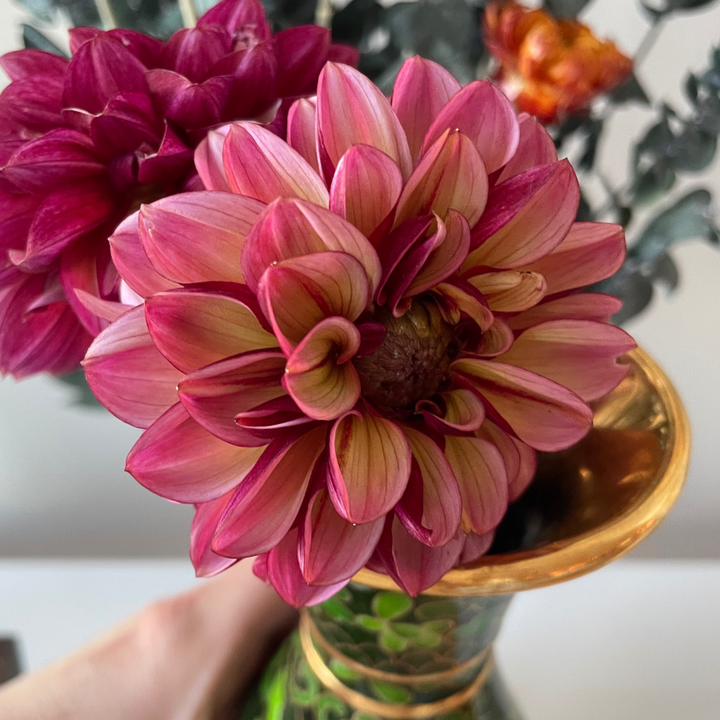 A stunning view of a gorgeous Senior's Hope Dahlia flower in a vase, highlighting its vibrant blossoms and intricate details. This lovely flower is available from The Happy Hour Flowers.