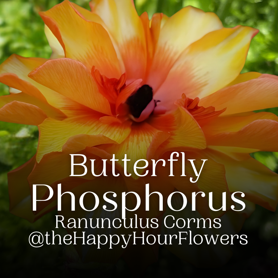 Butterfly Ranunculus Corms; Phosphorus - Pack of 5