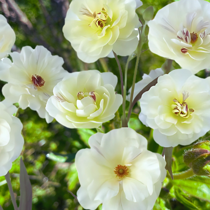 A cluster of Ninos butterfly ranunculus corms, presenting soft ivory and white flowers, perfect for weddings, available from The Happy Hour Flowers.