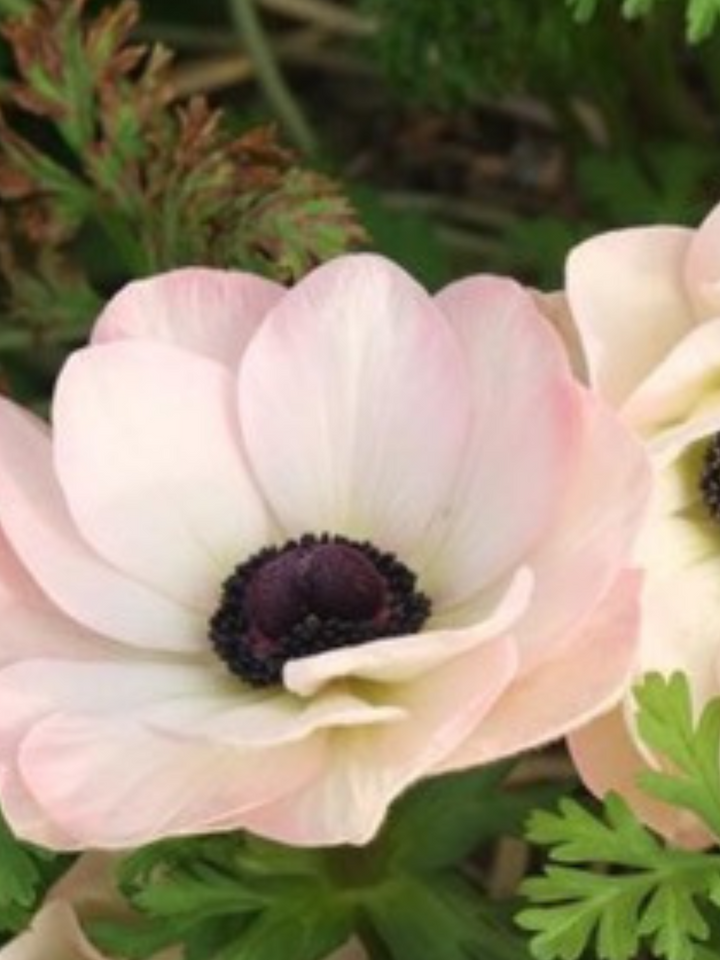 Anemone The Edge Rosa
Mistral Plus