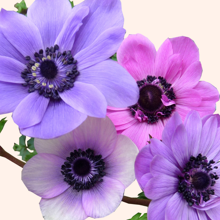 Carmel and Galilee Pastel Anemone Mix; Pack of 20