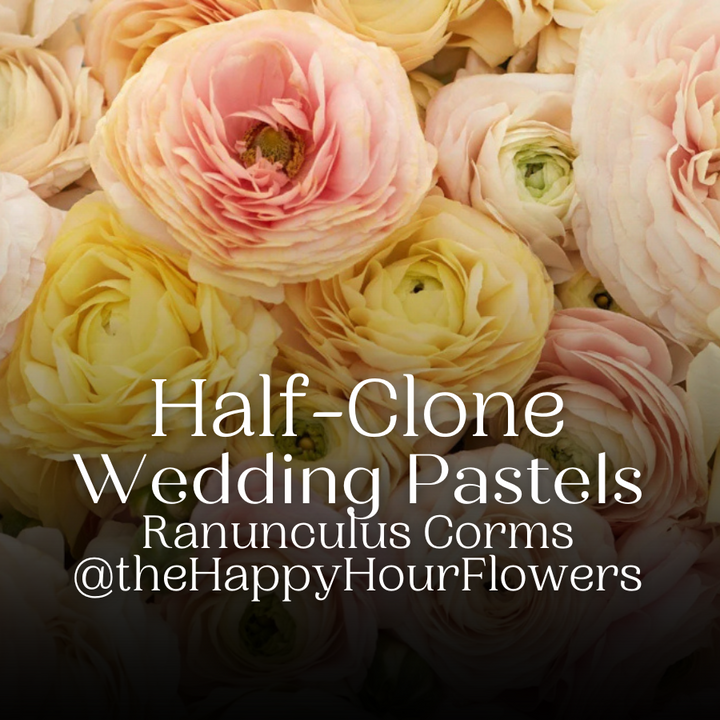 A lovely arrangement of Half-Clone Wedding Pastels Ranunculus flowers displayed by The Happy Hour Flowers. This mix is ideal for cut flower growers and adds elegance to any wedding bouquet. Get your Half-Clone Ranunculus corms for planting and enjoy blooming in Arlington.