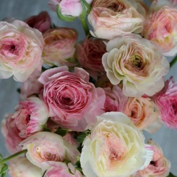 elegance ranunculus Bianco Sfumato