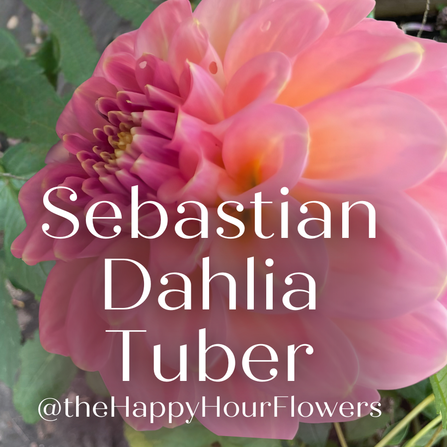 A close-up of a gorgeous pink and peach dahlia bloom labeled as Sebastian Dahlia Tuber from The Happy Hour Flowers. This flower is perfect for gardeners and flower farmers looking for exquisite dahlia tubers for planting.