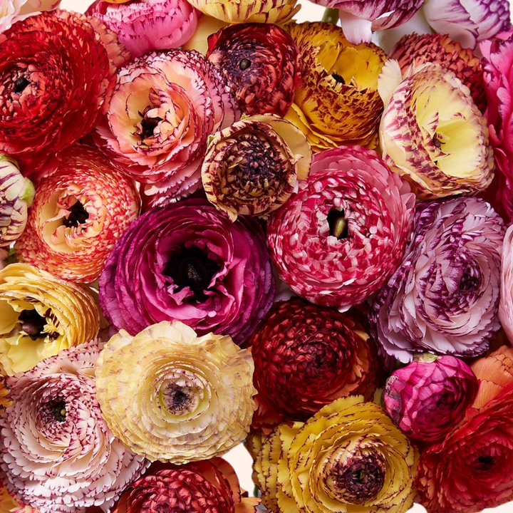 Tecolote Ranunculus Corms, Picotee Mix- Pack of 10