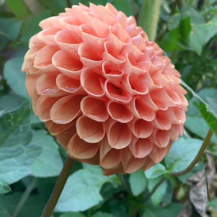 Side view of a fully blossomed Linda's Baby Dahlia, highlighting its rounded shape and soft colors. Perfect for planting with The Happy Hour Flowers.