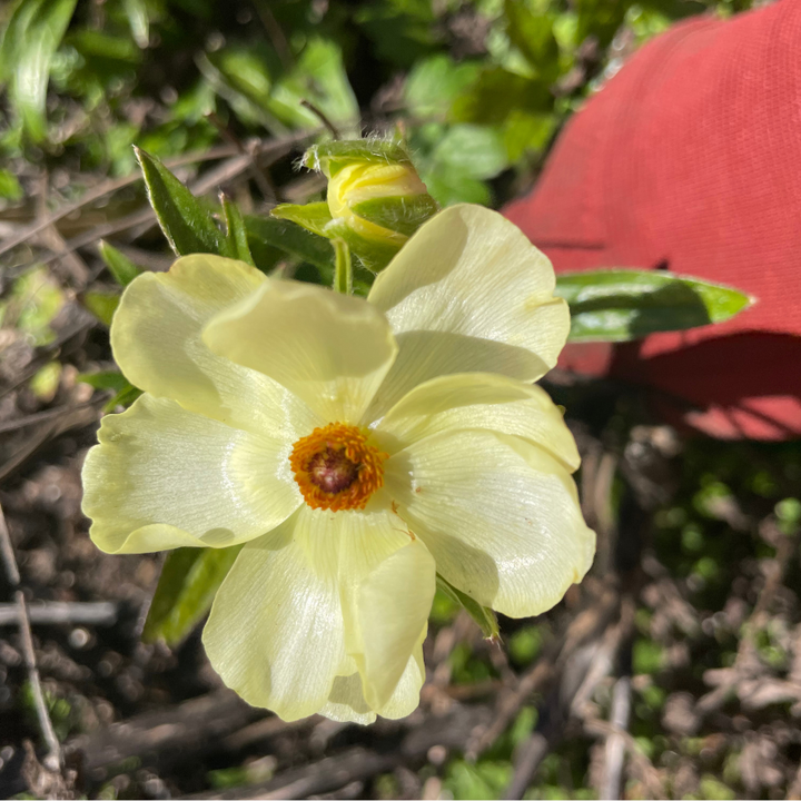 Butterfly Ranunculus Helios, pale yellow