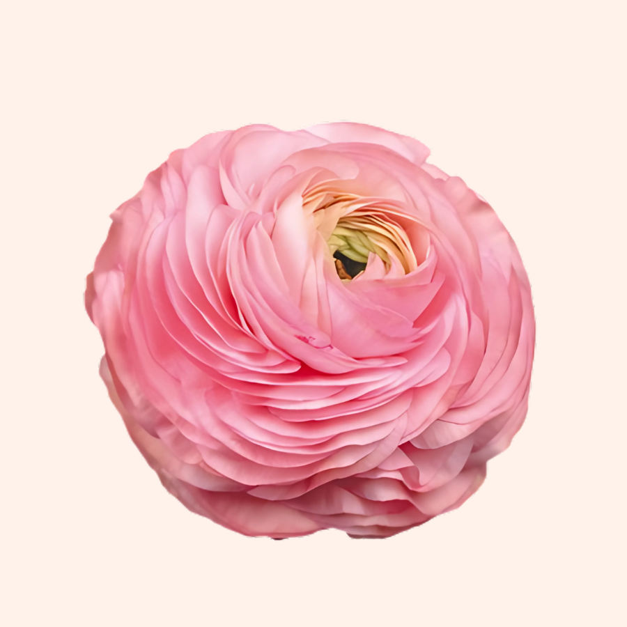 Elegance Ranunculus Rosa Chiaro