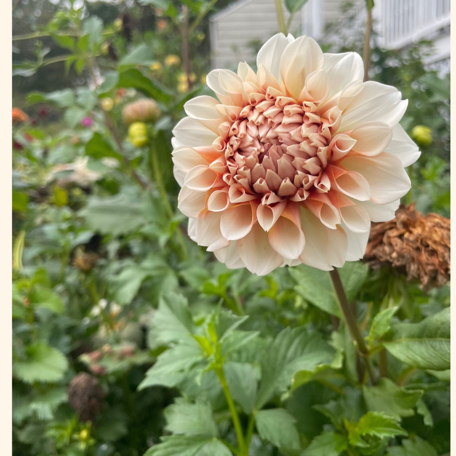 A vibrant Peaches Dahlia bloom paired with lush green foliage, emphasizing the flower's striking amber and pink colors. Offered by The Happy Hour Flowers, this best seller beautifully highlights the charm of dahlia varieties. Ideal for gardening lovers, this dahlia tuber creates stunning outdoor displays within any garden.