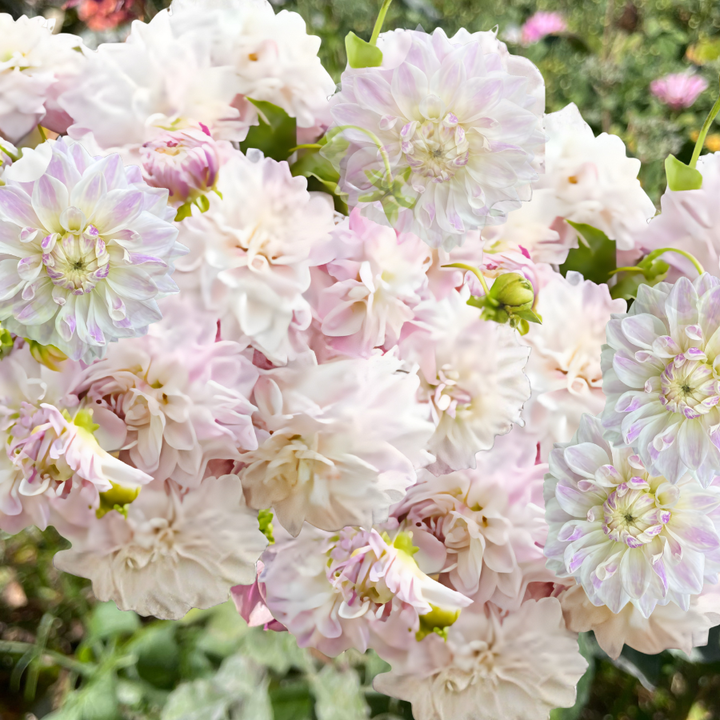 Mama Mia Dahlia Tuber (Pre-Order)