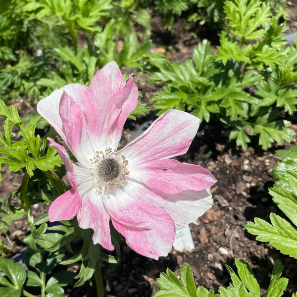 Mistral Tigré Salmone Anemone; Pack of 10