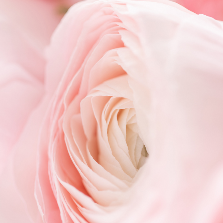 a close up view of a pink flower