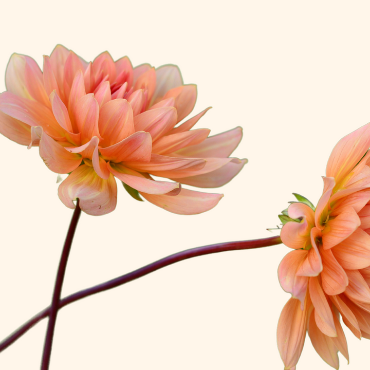 Two Yelno Harmony Dahlia flowers side by side displaying their delicate peach and pink layered petals, offered by The Happy Hour Flowers.