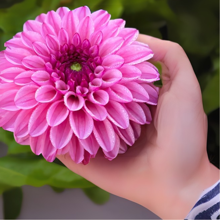 A hand holding a beautiful Chicago Dahlia flower, illustrating its large, vibrant pink petals with a hint of green in the center, perfect for gardening enthusiasts. Available at The Happy Hour Flowers.