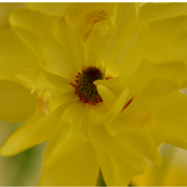 A stunning close-up of a yellow Butterfly Ranunculus flower's center, illustrating its unique design, from The Happy Hour Flowers.