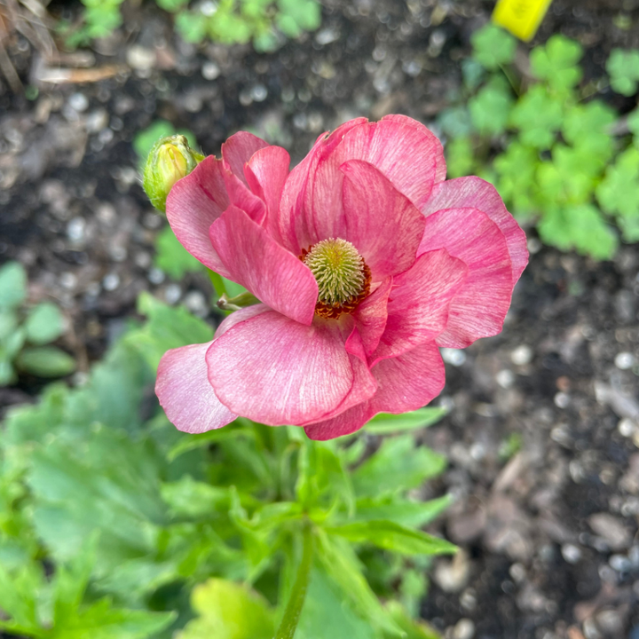 Single vibrant pink Lycia Butterfly Ranunculus flower, highlighting its stunning texture and color, perfect for floral decorations from The Happy Hour Flowers.