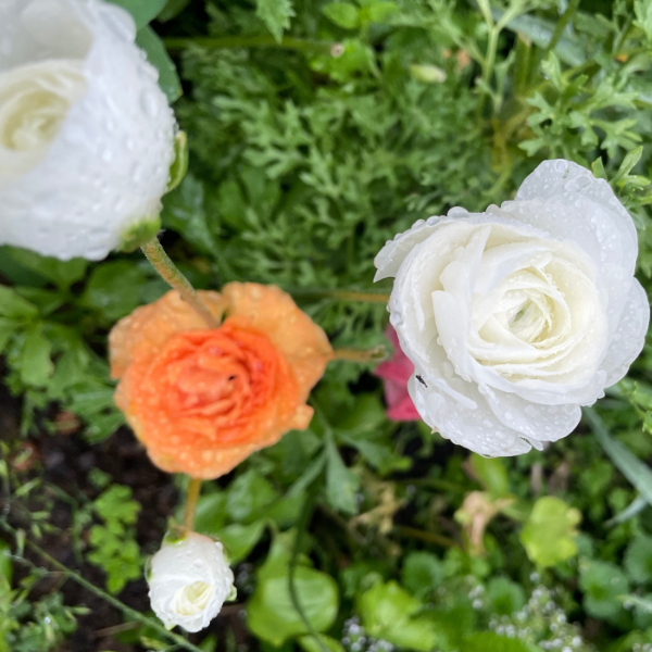 Elegance Ranunculus Corms; Bianco- Pack of 10