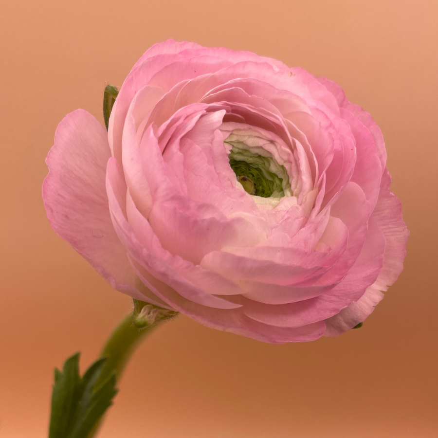 Amandine Ranunculus Corms; Chamallow - Pack of 10