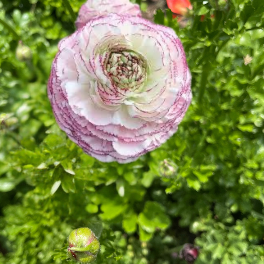 a pink and white flower in a garden