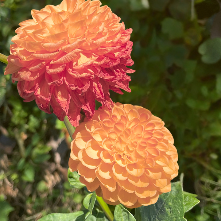 Souvenir d'Ete Dahlia Tuber (Pre-Order)