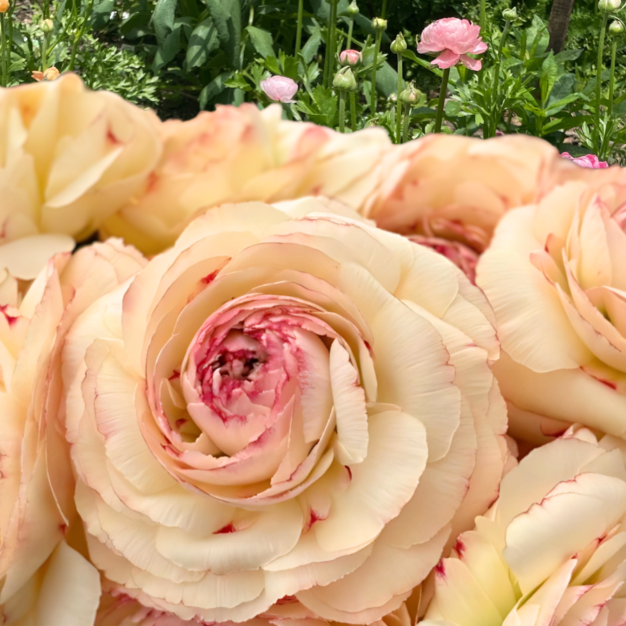 Orleans Romance Ranunculus corms for sale