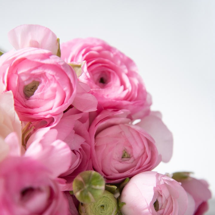 Single pink amandine ranunculus blossom with tightly arranged petals, set against a blurred background of green leaves for a serene effect.