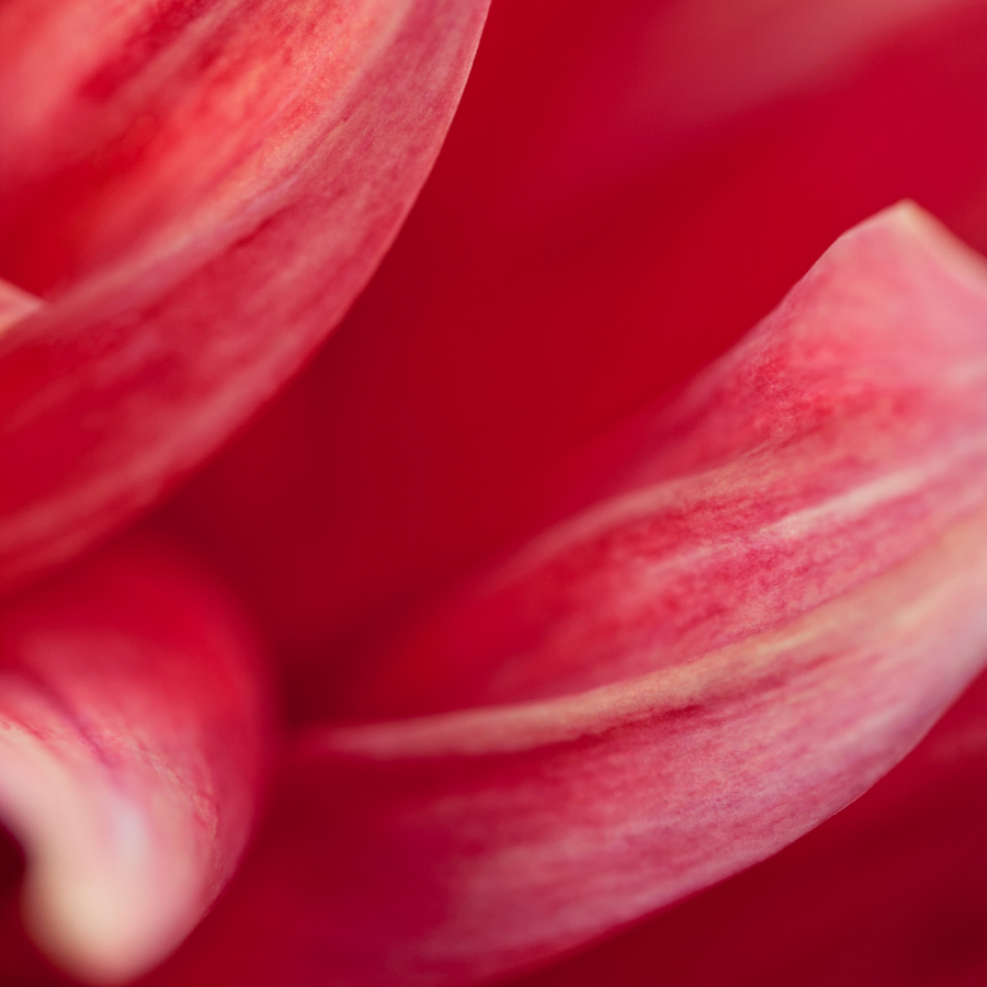 A beautifully captured All That Jazz Dahlia blooming in radiant pink and orange. Taken by The Happy Hour Flowers, this flower symbolizes vibrant cut flower arrangements, with subtle hints of black diamond and burgundy tones. Keywords: all that jazz dahlia, black, farm, farmer, Floret, flower, magenta, orange, red.