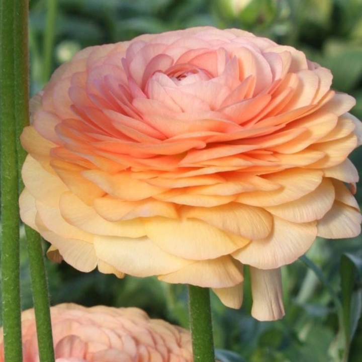 a close up of a pink flower with green stems